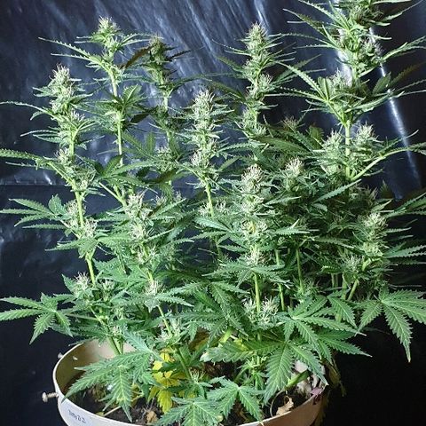 Zkittly Zi Zi growlog timeline photo