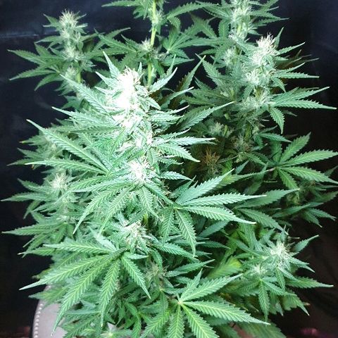 Zkittly Zi Zi growlog timeline photo
