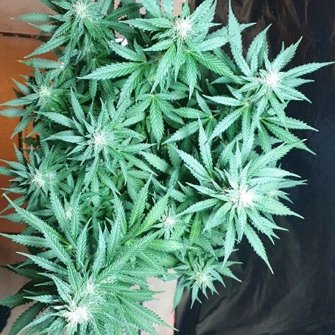 Zkittly Zi Zi growlog timeline photo