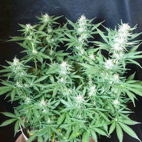 Zkittly Zi Zi growlog timeline photo