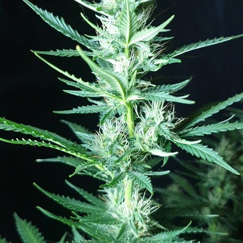 Zkittly Zi Zi growlog timeline photo
