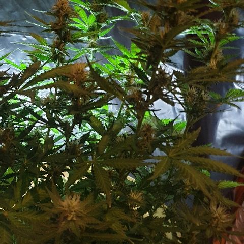 Zkittly Zi Zi growlog timeline photo