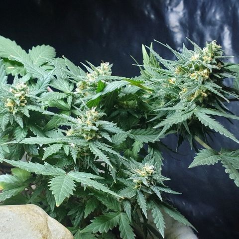 Gorilla Glue  growlog timeline photo