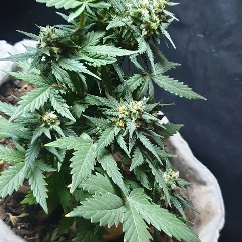 Gorilla Glue  growlog timeline photo