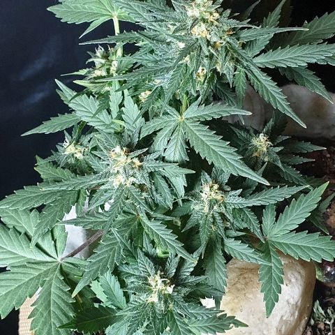 Gorilla Glue  growlog timeline photo