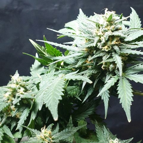 Gorilla Glue  growlog timeline photo