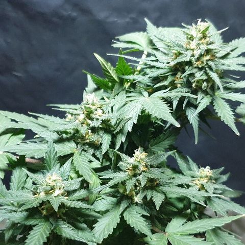 Gorilla Glue  growlog timeline photo