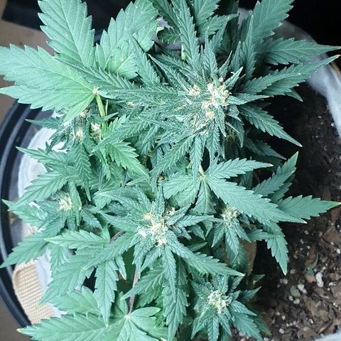 Gorilla Glue  growlog timeline photo