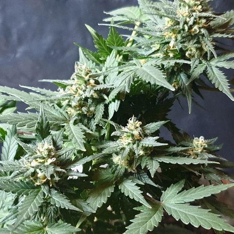 Gorilla Glue  growlog timeline photo