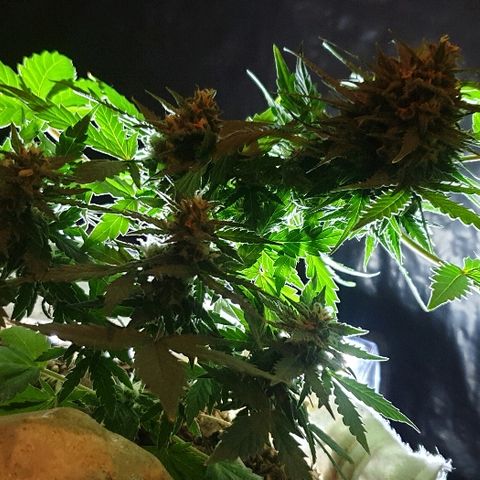 Gorilla Glue  growlog timeline photo