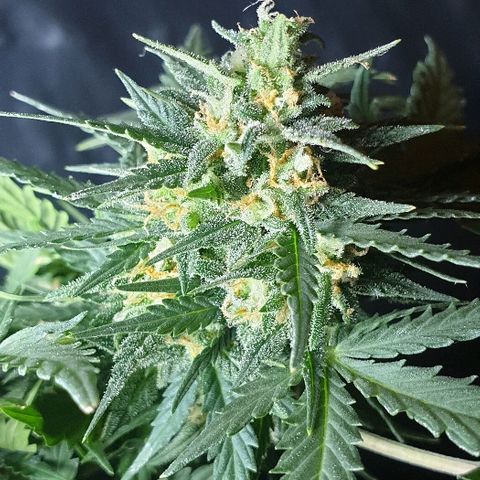 Gorilla Glue  growlog timeline photo