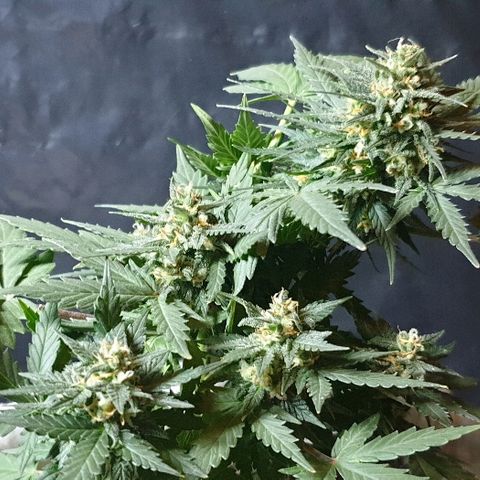 Gorilla Glue  growlog timeline photo