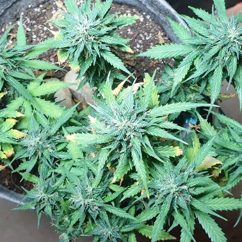 President 47 Auto growlog timeline photo