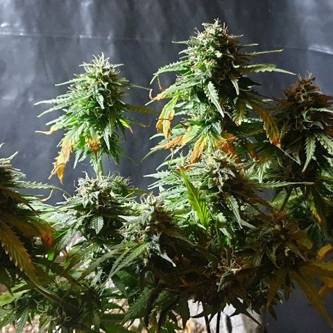 President 47 Auto growlog timeline photo