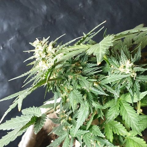 Gorilla Glue  growlog timeline photo
