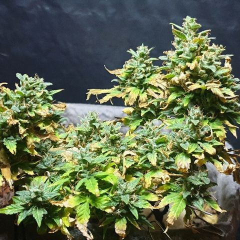 Gelato Samba Auto - Material pot growlog timeline photo
