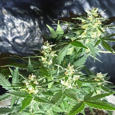 Gorilla Glue  growlog timeline photo