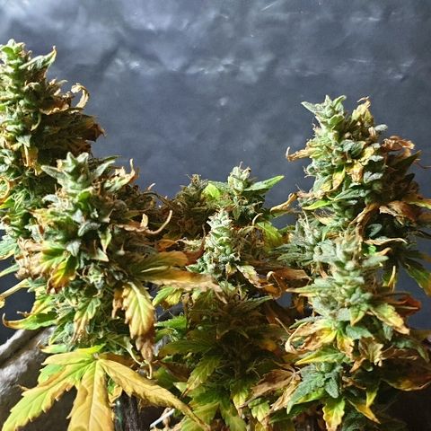 Gelato Samba Auto - Material pot growlog timeline photo