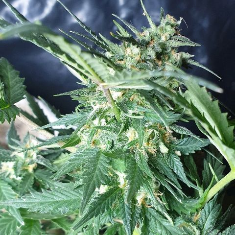 Gorilla Glue  growlog timeline photo