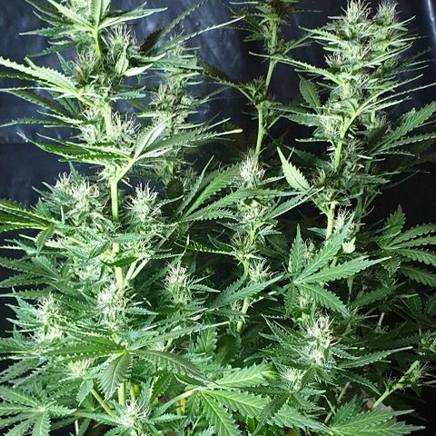 Zkittly Zi Zi growlog timeline photo