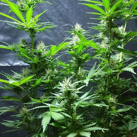 Zkittly Zi Zi growlog timeline photo