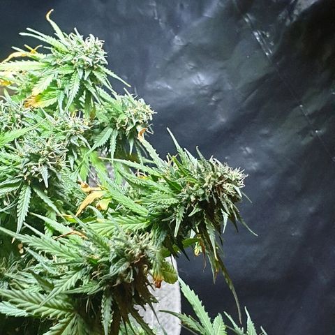 President 47 Auto growlog timeline photo