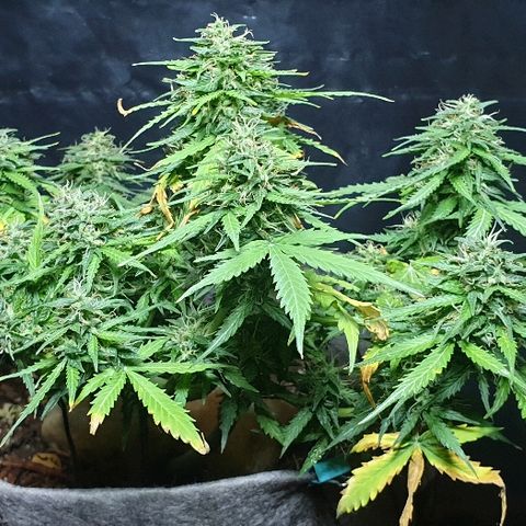President 47 Auto growlog timeline photo