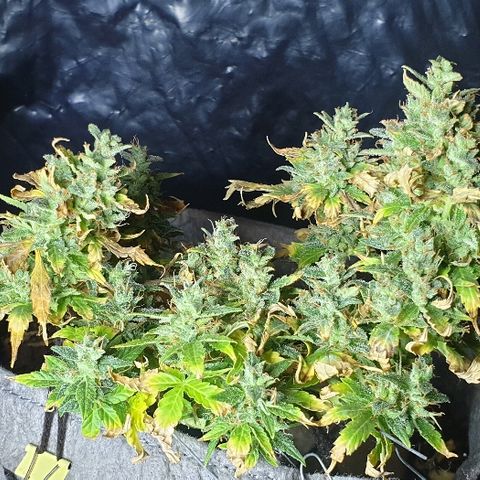 Gelato Samba Auto - Material pot growlog timeline photo