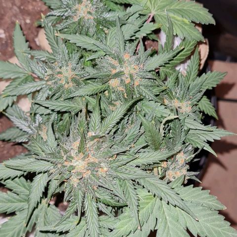 Gorilla Glue  growlog timeline photo