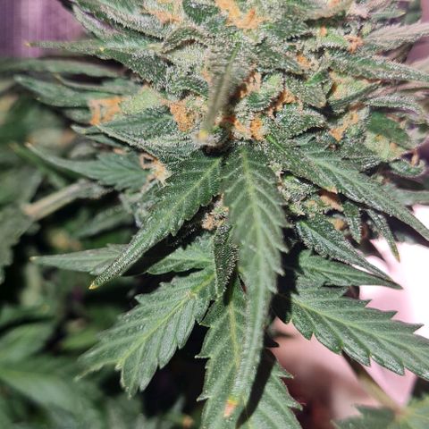 Gorilla Glue  growlog timeline photo
