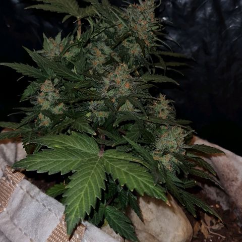 Gorilla Glue  growlog timeline photo