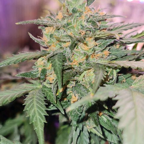 Gorilla Glue  growlog timeline photo
