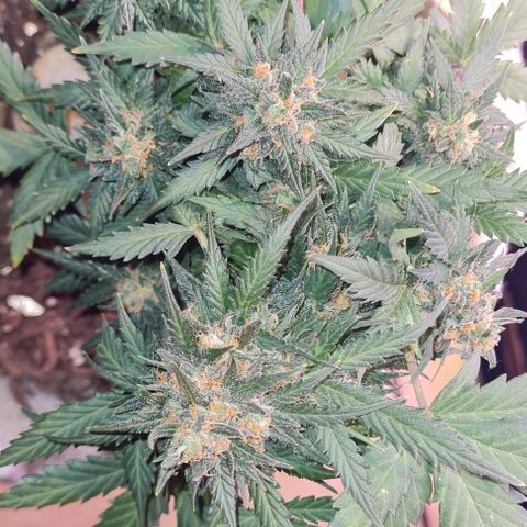 Gorilla Glue  growlog timeline photo