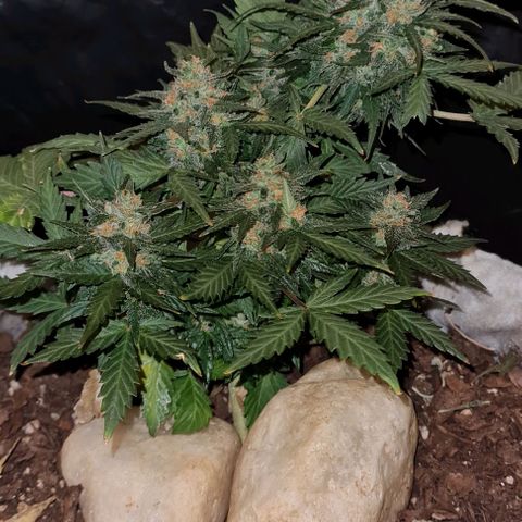 Gorilla Glue  growlog timeline photo