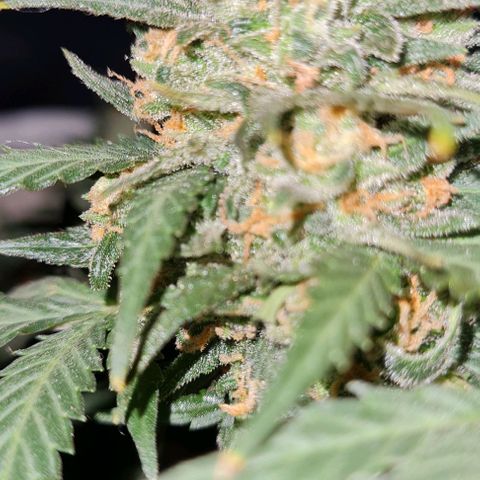 Gorilla Glue  growlog timeline photo