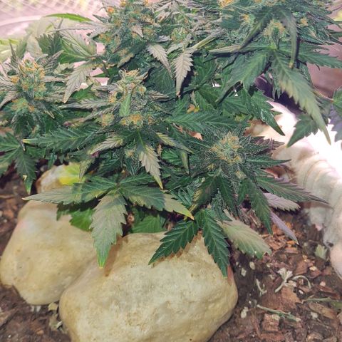 Gorilla Glue  growlog timeline photo