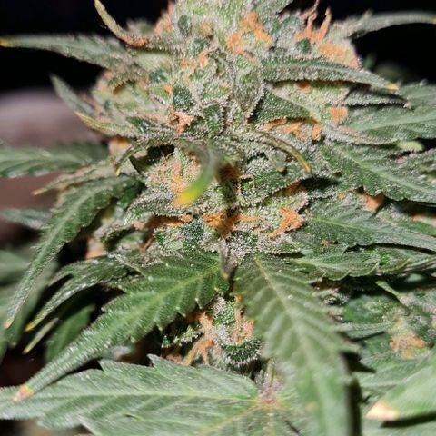 Gorilla Glue  growlog timeline photo