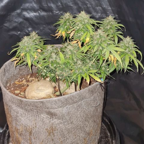 President 47 Auto growlog timeline photo