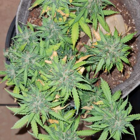 President 47 Auto growlog timeline photo