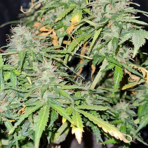President 47 Auto growlog timeline photo