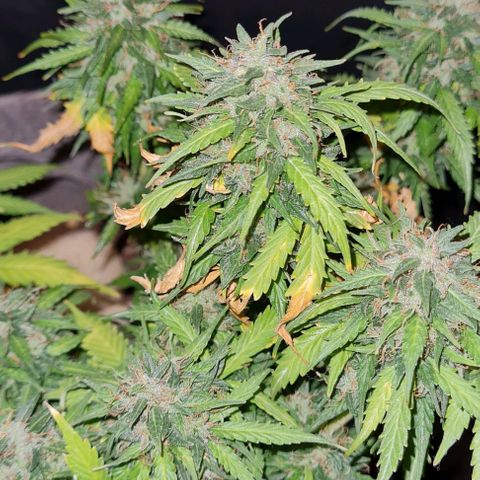 President 47 Auto growlog timeline photo