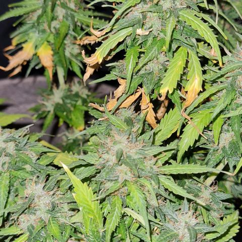 President 47 Auto growlog timeline photo