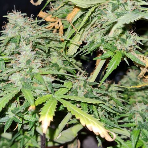 President 47 Auto growlog timeline photo