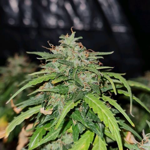 President 47 Auto growlog timeline photo