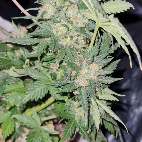 Gorilla Glue  growlog timeline photo