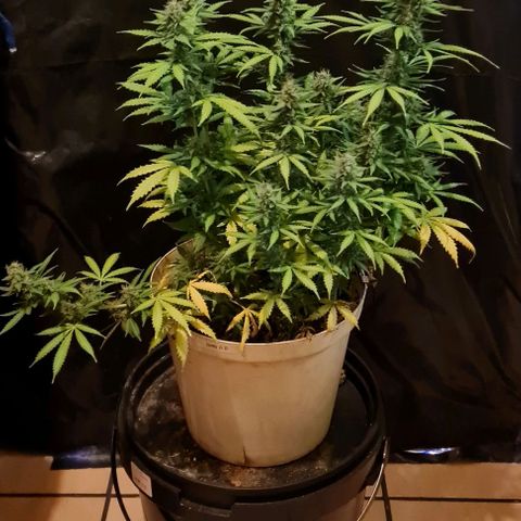Zkittly Zi Zi growlog timeline photo