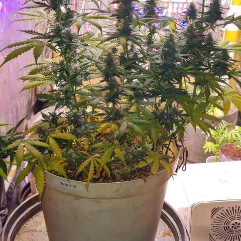 Zkittly Zi Zi growlog timeline photo