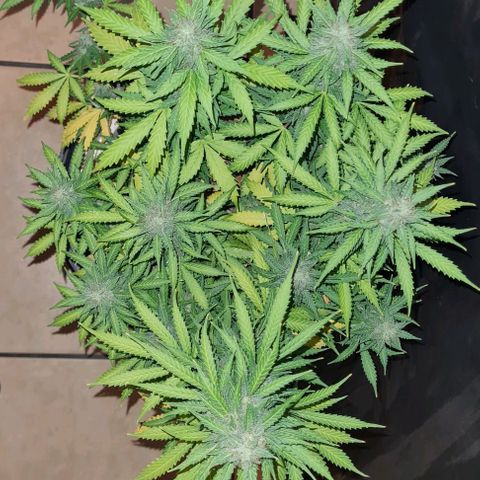 Zkittly Zi Zi growlog timeline photo