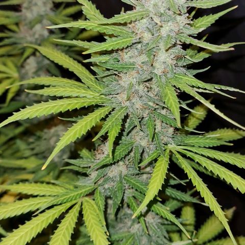 Zkittly Zi Zi growlog timeline photo