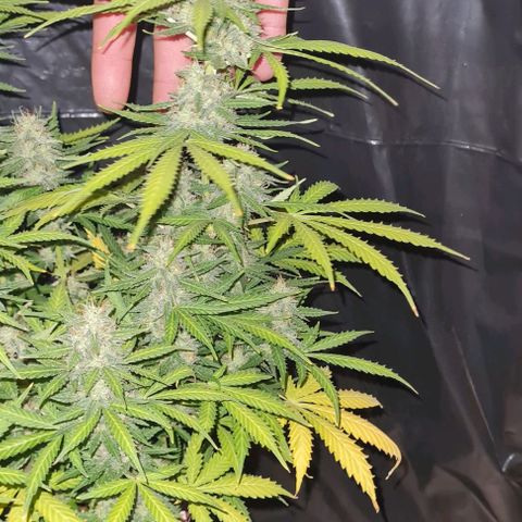 Zkittly Zi Zi growlog timeline photo